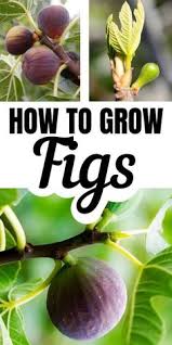 Apple trees, step over apple trees, plum trees, dwarf plum trees, dwarf pear tree and other espalier fruit trees. 440 Best Growing Fruit Trees Ideas Fruit Trees Growing Fruit Growing Fruit Trees