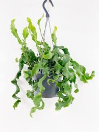 Image result for Hypericophyllum elatum