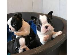 Potty train your dog & stop bad behavior like barking, biting, chewing, jumping Purebreed M F Boston Terrier Puppies Looking For New Home Animals Sacramento California Announcement 85668