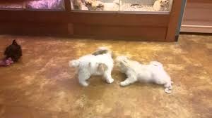 This bichon was rescued from a puppy mill. Puppy Mills Four Paws And A Tail United States