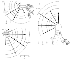 Platypus Electroreception Diagrams.net is free online diagram software for making flowcharts, process diagrams, org charts, uml, er and network +more shapes. platypus electroreception