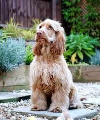 Maybe you would like to learn more about one of these? Teenage Troubles New Insights Into Your Pup S Adolescent Phase Perfect Cocker Spaniel