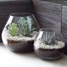 ¿cómo hacer sustrato para cactus? Como Construir Un Terrario Para Plantas Con Material Reciclado Mini Invernadero