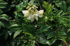 Image result for Vigna reticulata