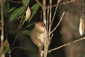 We did not find results for: Goodman S Mouse Lemur Wikipedia