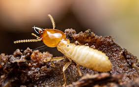 According to the national pest management association, termite infestations can cause more than $5 billion in property damage each year. Premium Lawn Service Plan Mooresville Lawn Care More