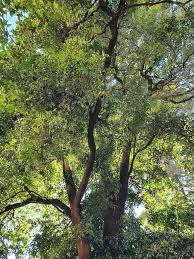 Image result for Syzygium komatiense