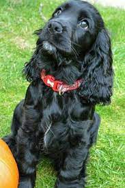 Cocker Spaniel Puppies For Sale Spaniel Puppies Cocker Spaniel Puppies English Cocker Spaniel Puppies