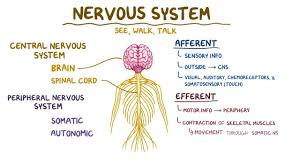The retina, optic nerve, olfactory nerves, and olfactory epithelium are sometimes considered to be part of the cns alongside the brain and spinal cord. Nervous System Anatomy And Physiology Osmosis