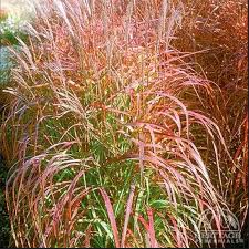 Image result for Miscanthus violaceus