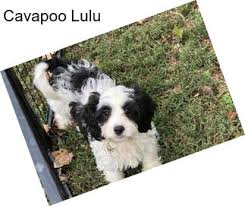 The cavapoos are a wonderful breed combining the loyalty and gentle nature of the cavalier king charles spaniel with the agility and intelligence of the poodle. Cavapoo Puppies For Sale In Kansas City Agriseek Com