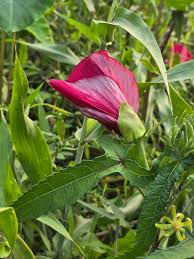 Image result for Hibiscus noldeae