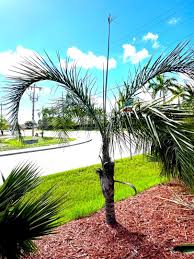 Image result for Syagrus