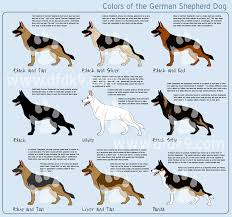 Maybe you would like to learn more about one of these? Sprague S German Shepherds California German Shepherd Dog Breeder