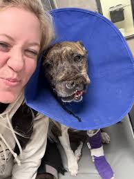 Please pray for our sweet girl who has been thru so much 🙏🏼🐾❤️