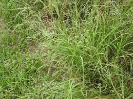 Image result for Panicum coloratum