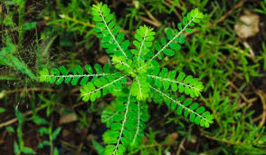 Image result for Phyllanthus