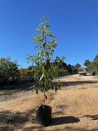 Image result for Lophostemon confertus