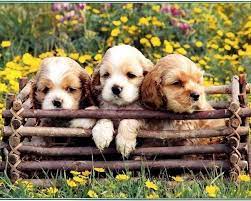 Check spelling or type a new query. Puppy And Flowers Wallpapers Wallpaper Cave
