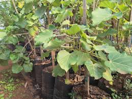 Image result for Ficus abutilifolia