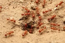 Check spelling or type a new query. How To Get Rid Of Fire Ants Naturally Or Chemically