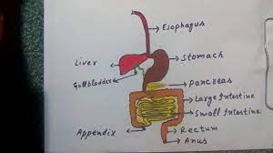 These blood circulation worksheets make introducing the circulatory system to a class easy. How To Draw A Digestive System Digestive System Drawing For Kids Easy Educational Drawing For Kids Youtube