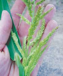 Image result for Echinochloa crus-galli