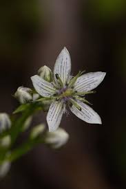 Image result for Swertia