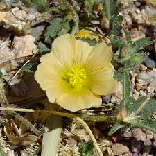 Image result for Sida hoepfneri