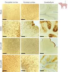 Image result for Gold 1998 AAV