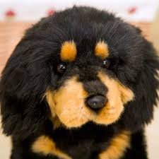 We did not find results for: Lifelike Tibetan Mastiff Black Dog Puppy Plush Toy Stuffed Animals Doll Baby Kids Boy Birthday Gift Home Shop Decor Dog Doll Toy Stuffed Plush Animals Aliexpress