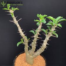 Image result for Pachycarpus spurius