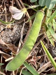 Image result for Tephrosia argyrolampra