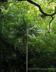 Image result for Rungia paxiana