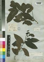 Image result for Rhaphiostylis beninensis