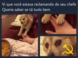 Animais Fofinhos Contra O Brazilian Revolutionary Memes Facebook