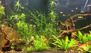 Diagnosing Problems With Aquarium Plants Ratemyfishtank Com
