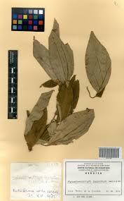 Image result for Melastomastrum capitatum