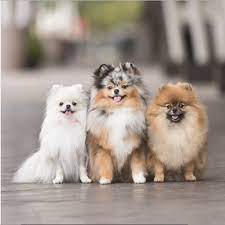 Maybe you would like to learn more about one of these? The Best 10 Pet Stores In Portland Me Last Updated July 2021 Yelp