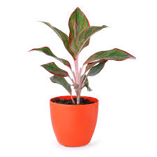 Root rot is a disease in plants, in which the roots of a plant rot and decay. Aglaonema Siam Aurora Lipstick Chinese Evergreen Red Plant Available In 5 Different Pots Green Red White Yellow Blue Amazon In Garden Outdoors