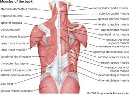 Low back muscle spasming is common because lumbar extensor muscles must contract eccentrically, isometrically, and concentrically whenever we bend forward. How To Strengthen The Lower Back From Home The Home Gym