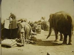 Army elephants of India in 1901.