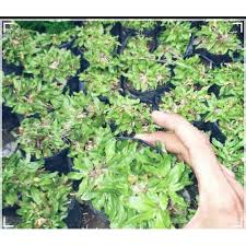 Ada banyak jenis rumput hias untuk taman yang dijual di pasaran. Diskon Rumput Gajah Mini Rumput Taman Shopee Indonesia