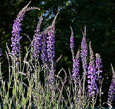 Image result for Commelina purpurea