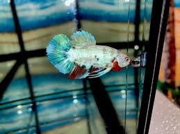 Grade Aaa Betta Fish Marble Clown Breeding Pair Imported From Thailand Bonded Pair 8 00 Expedited Shipping Siamese Fighting Fish Fish Betta Fish