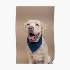 Our champagne lab puppies, other than being very cute and cuddly, have creamy, golden coats and light brown noses. Champagne Lab Wall Art Redbubble