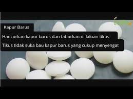 Petua cantikkan bibir, petua lembapkan bibir, petua basahkan bibir, petua merahkan bibir, madu sebagai pelembab bibir, urutan bibir, rokok merosakkan bibir, alkohol merosakkan bibir, petua. 8 Petua Halau Tikus Di Rumah Youtube