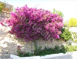 Salut am de vanzare o femela tata 100% van bruane si mama 100% butucanu stefan. Bougainvillea Floarea De Hartie Ingrijire Inmultire Horticultorul Ro