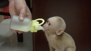 Cute Baby Monkey Rescued After Being Found Alone In East China Youtube