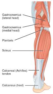 The tendons are what connects the. Achilles Tendon Wikipedia